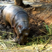 Bangladesh Natinal Zoo_37